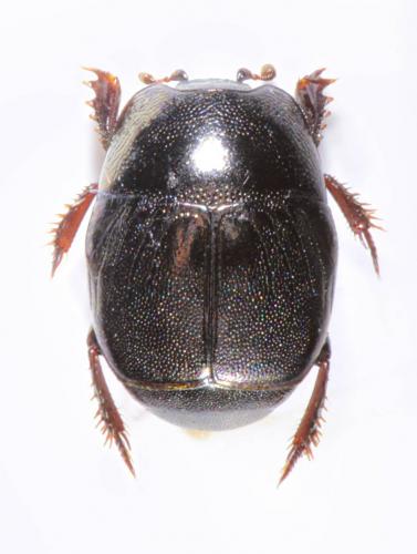 Hypocaccus brasiliensis